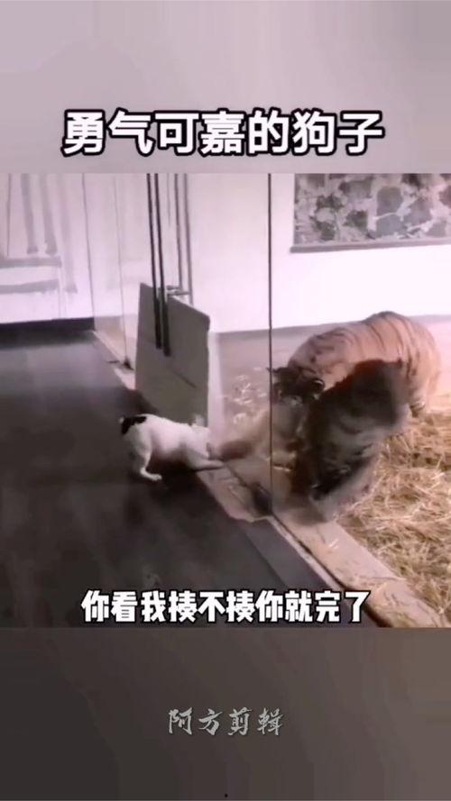 大猫搞笑视频,大猫搞笑视频集锦,笑点满满,萌态可掬