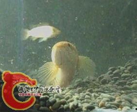 月鳢视频,揭秘水中猎手的神秘生活