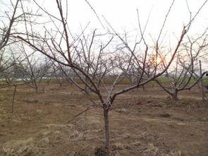 桃树冬季修剪技术视频,视频教程精华回顾
