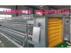 笼养鸭子的视频,近距离观察与思考