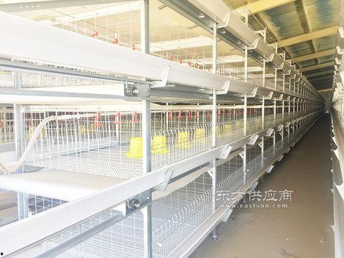 笼养鸭子的视频,近距离观察与思考