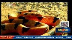 蛇头咬死厨师视频,蛇头咬死厨师,现场惊心动魄