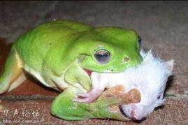 蛇吃蛙视频,惊心动魄的自然捕食瞬间