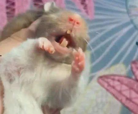 仓鼠剪牙视频,专业操作与注意事项