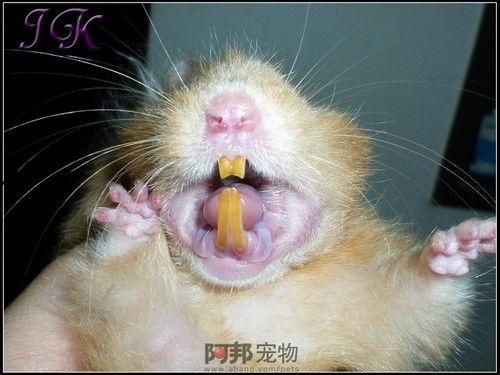 仓鼠剪牙视频,专业操作与注意事项