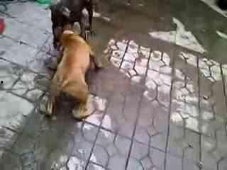 纽波利顿打架视频