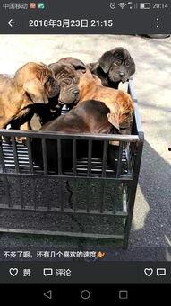 纽波利顿打架视频