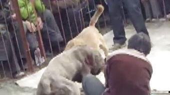 纽波利顿打架视频