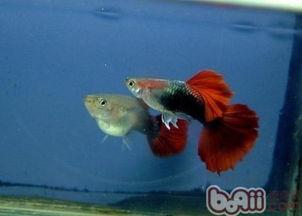 水族箱养金鱼视频,从视频学习养鱼技巧