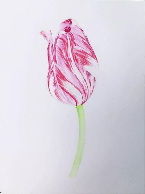 彩铅教学视频,跟随视频轻松掌握彩铅技巧