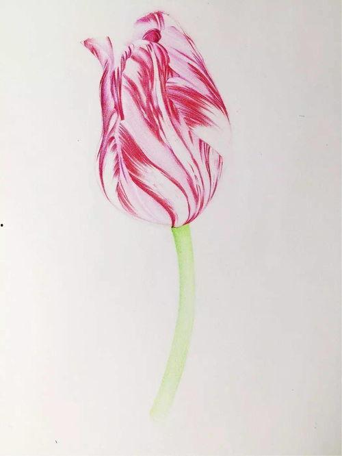 彩铅教学视频,跟随视频轻松掌握彩铅技巧